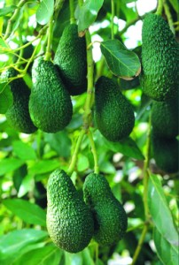 El aguacate